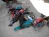 catchofthefishermenwemetonthesandbanknearibonorthernmozambique_small.jpg