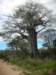mozambiqueishometosomebigbaobabtrees_small.jpg