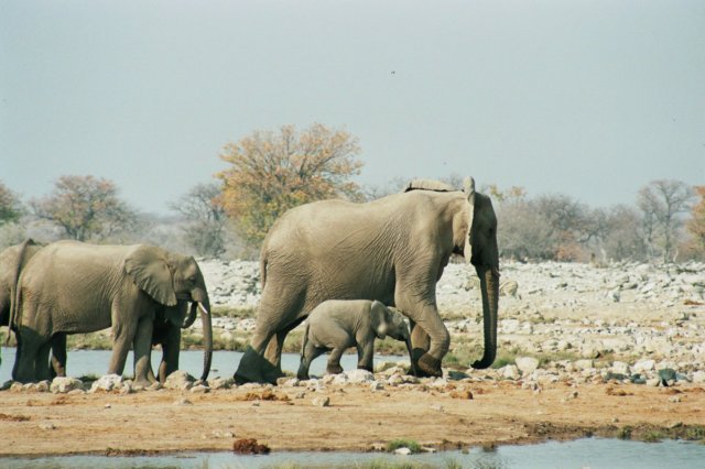 adultelephantsweigh5to65tonnesethoshanationalparknamibia.jpg