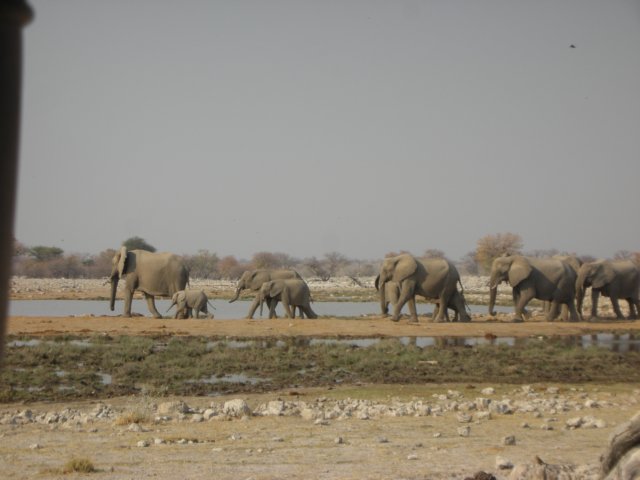 africanelephantsusuallyliveinsmallfamilygroupsof10to20whichfrequentlycongregateinmuchlargerherdsatwaterholes.jpg