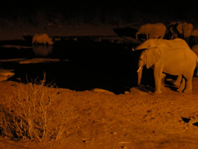afterenjoyingthekudufiletdinnerwevisitedagainthewaterholeathalalirestcampandwereentertainedbyrhinoelephants.jpg