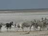 azebrawithoutstripswithmainlyblackfuritistheonlyoneweeversawlikethatethoshanationalparknamibia_small.jpg