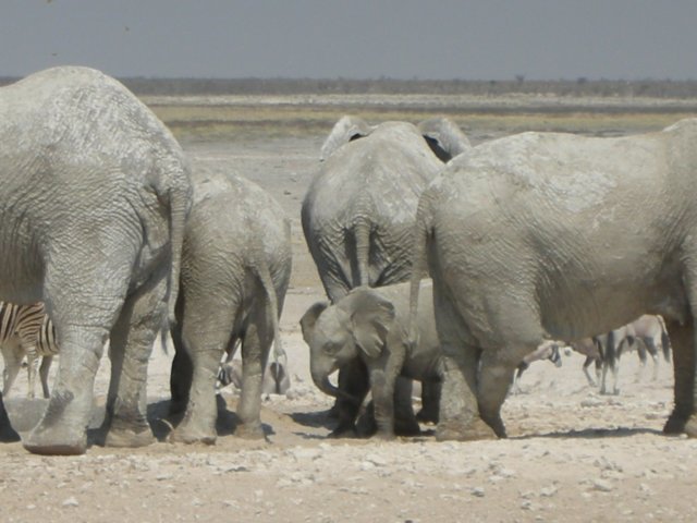 babyelephantsaresooocute.jpg