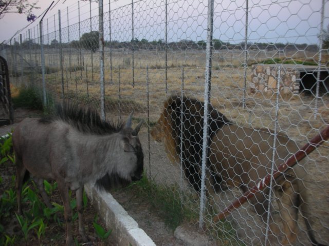 besidestheliontwowildebeestliveinthefarmownersgardensomegeesedogscatsandseenextpicture.jpg