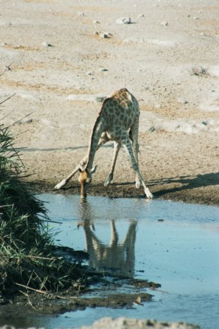 ethoshanationalparknamibia.jpg