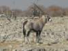 ethoshanationalparknamibia8_small.jpg