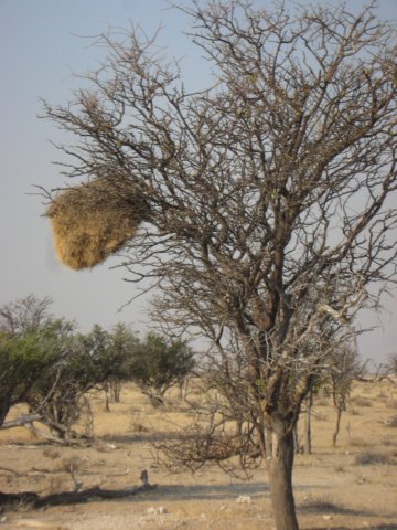 ethoshanationalparknamibia9.jpg