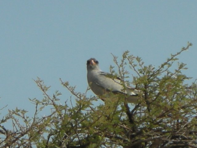 ethoshanationalparknamibiaisalsopopularforbirdwatching.jpg