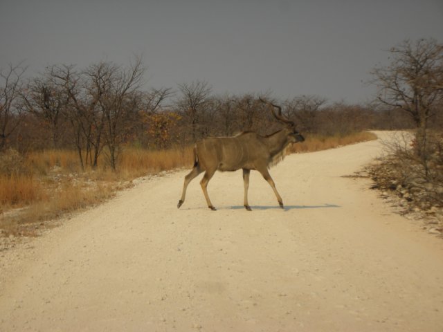 greaterkuduethoshanationalparknamibia.jpg