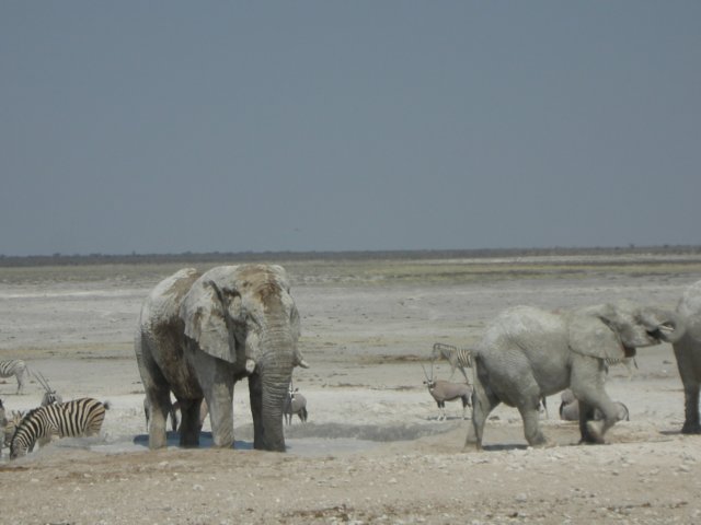 hechasedallotherelephantsawayandstoodintothewaterhole.jpg