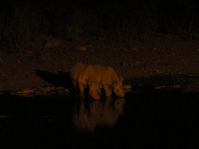 latermorerhinoscametothehalaliwaterholeethoshanationalparknamibia.jpg