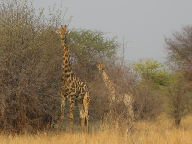 mahangogamereservenamibia4.jpg