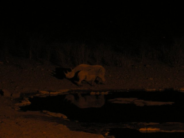 motherandbabyrhinoathalalirestcampethoshanationalparknamibia.jpg
