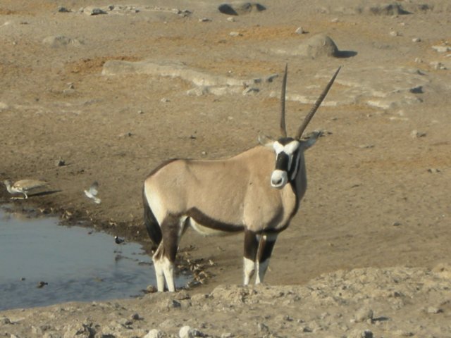 oryxisadaptedforaridzonesitcantolerateareasuninhabitablebymostantelopesitcansurvivewithoutbeingnearaseebelow.jpg