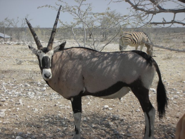 oryxiswellequippedtodefenditselfandisknowntooccasionallyevenkillattackinglions.jpg