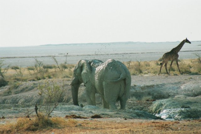 someanimalsdontonlydrinkthewaterlikehereatawaterholeontheedgeofthesaltpan.jpg