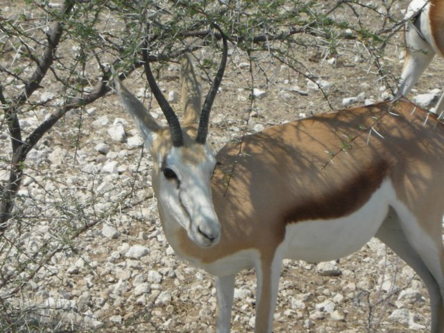 springbokscansurvivewithoutbeingnearawatersourceastheylikeoryxgetenoughwaterfromthefood.jpg