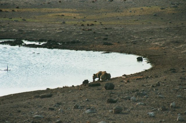 thefirstwaterholewevisitedinetoshanationalparknamibiaguesswhatwesaw.jpg