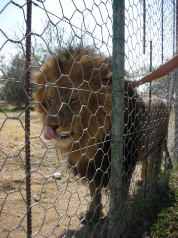 thelionisnow9yearsoldandgrewuponthefarminthegardenasoftheageof2hehadtobeputinalargefencedarea.jpg