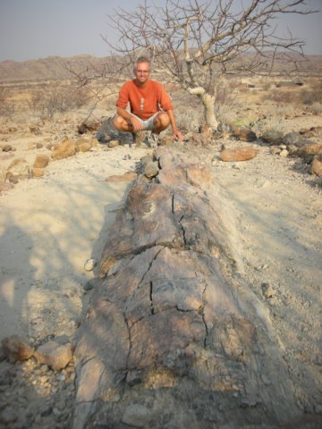 thelongestpetrifiedtreetrunksaresome34mmakingthemthesecondlargestintheworldthelargestareinthewestoftheusa.jpg