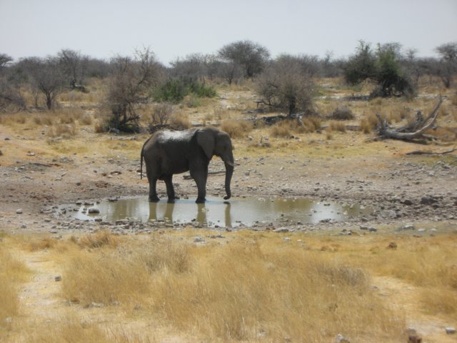 therearequiteafewelephantsinethoshanationalparknamibia.jpg