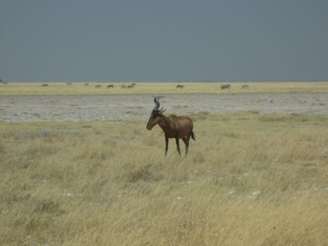 typicallandscapeinethoshanationalparknamibia.jpg