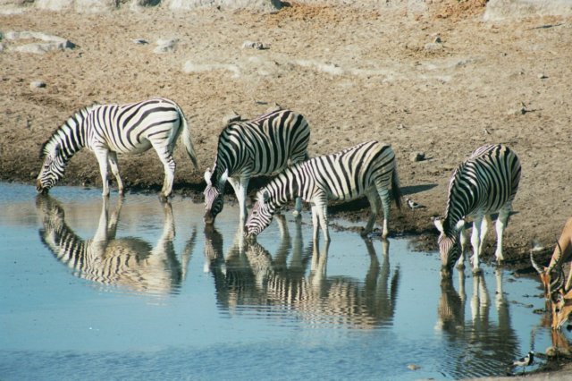 waterholeatnamutonirestcampetoshanationalparknamibia.jpg
