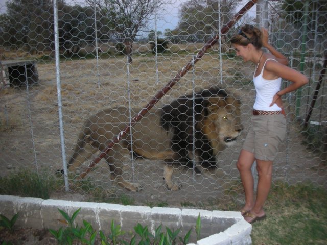 weheardofafarmwhichhasalionneargrootfontein.jpg