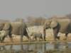 wesawmanybabyelephantswhicharealwayswellprotectedbyadults_small.jpg