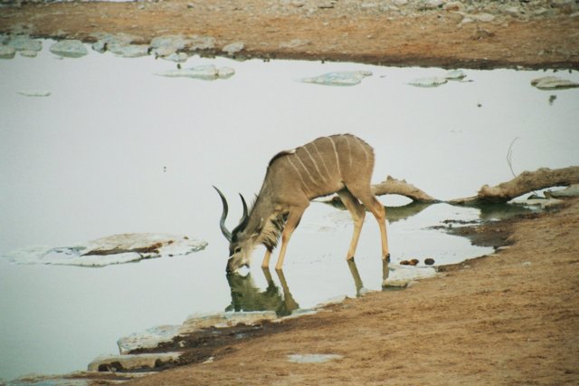 wespent4daysinetoshanationalparkinthedaywedrovefromonewaterholetothenextatnightwesatatthewaterholesofthecamps.jpg