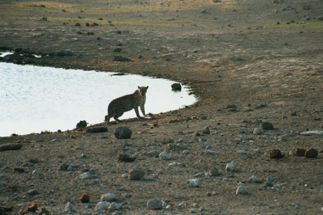 weweresohappytofinallyhavespottedthisrarelyseenanimalitwastobetheonlytimeonourentiretrip.jpg