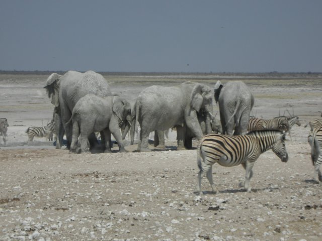whenelephantsappearotherspeciesaremovedfromthewaterhole.jpg