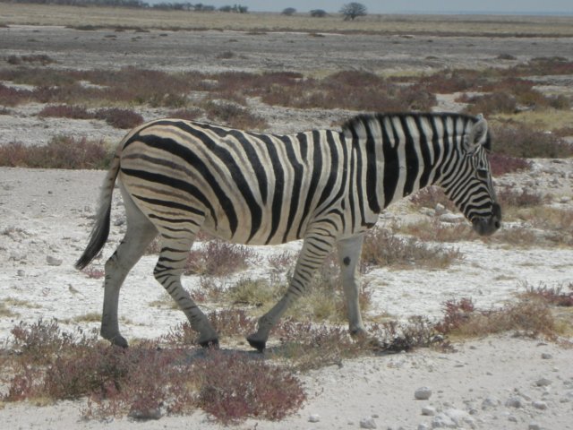 zebrasandspringboksarethemostcommonlargeanimalsinethoshanationalparknamibia.jpg