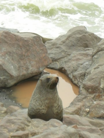 capefursealcapecrossnamibia.jpg