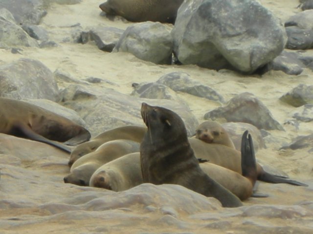 malecapefursealshave5to20females.jpg