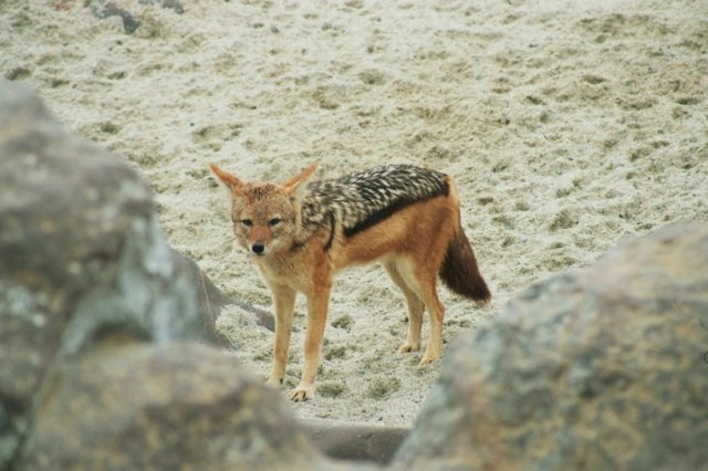 thereareseveralblackbackedjackalsaroundwhoduringthebreedingseasongettoeatmanybabyseals.jpg