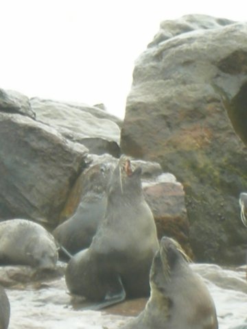 thereisalotofcomplainingamoungtheseals.jpg