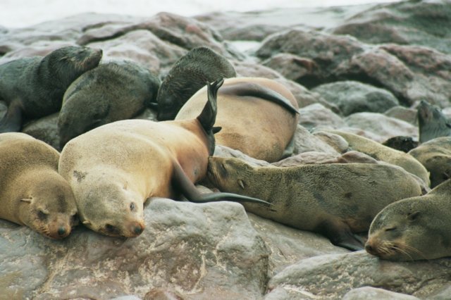 thesealsareentertainingtowatch.jpg