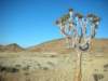 thesetreesarecommoninthesouthofnamibia_small.jpg