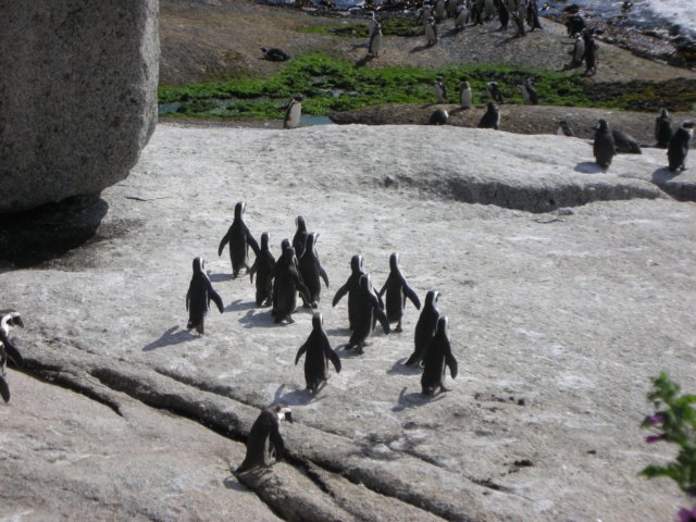 atsimonstownnearcapetownsouthafrica.jpg