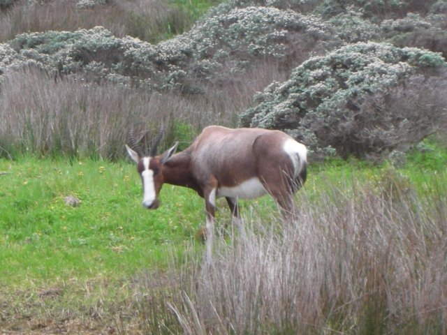 bontebokincapeofgoodhopenationalparkcapetownsouthafrica.jpg
