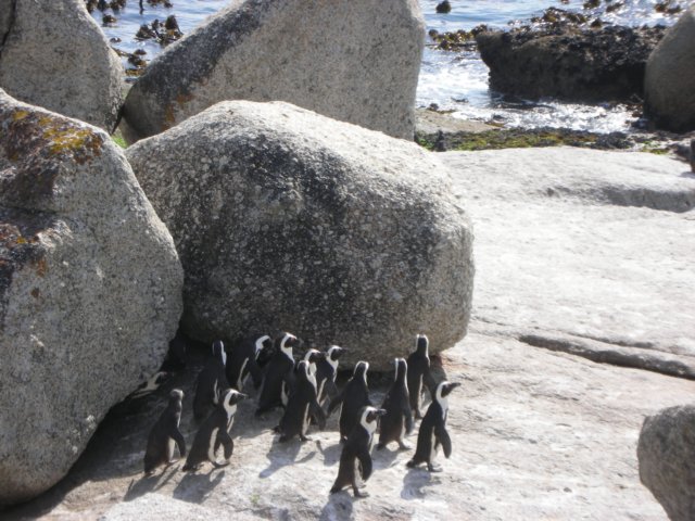 capepenguinsare50cmtall.jpg