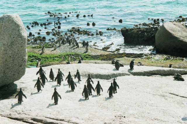 penguinsareamoungthemostentertaininganimalstoobservesimonstownsouthafrica.jpg