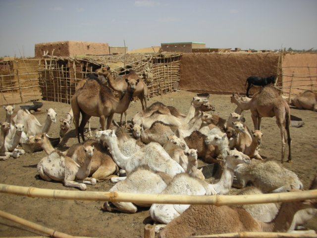 camelmarketinomdurmanoppositekhartum.jpg