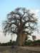 baobabtreesarecommonintanzania_small.jpg