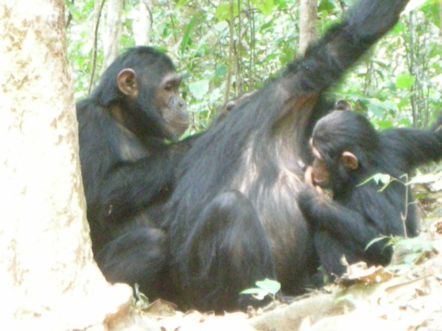 chimpanzeesatgombestreamnationalparklaketanganyikatanzania.jpg