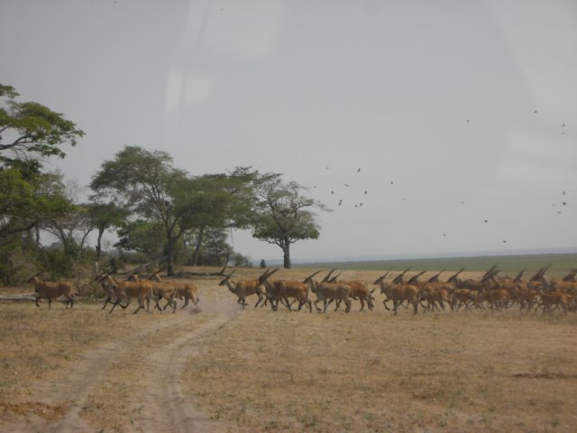 theroadparalleltolaketanganyikaleadsthroughkatavinationalparkwedrovetoalakeneartheroad.jpg