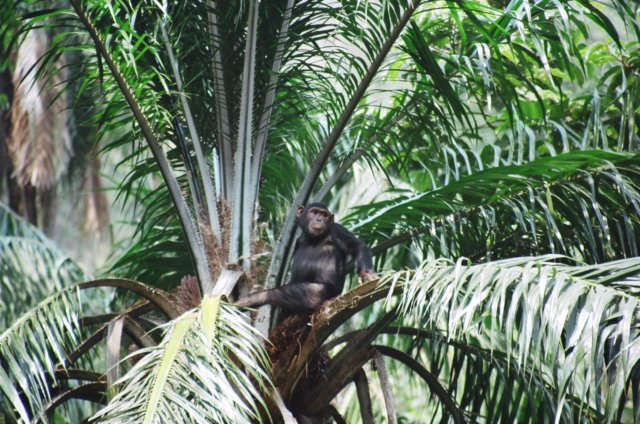yetwewereveryluckyandfoundonegroupofchimpsinthemorning.jpg